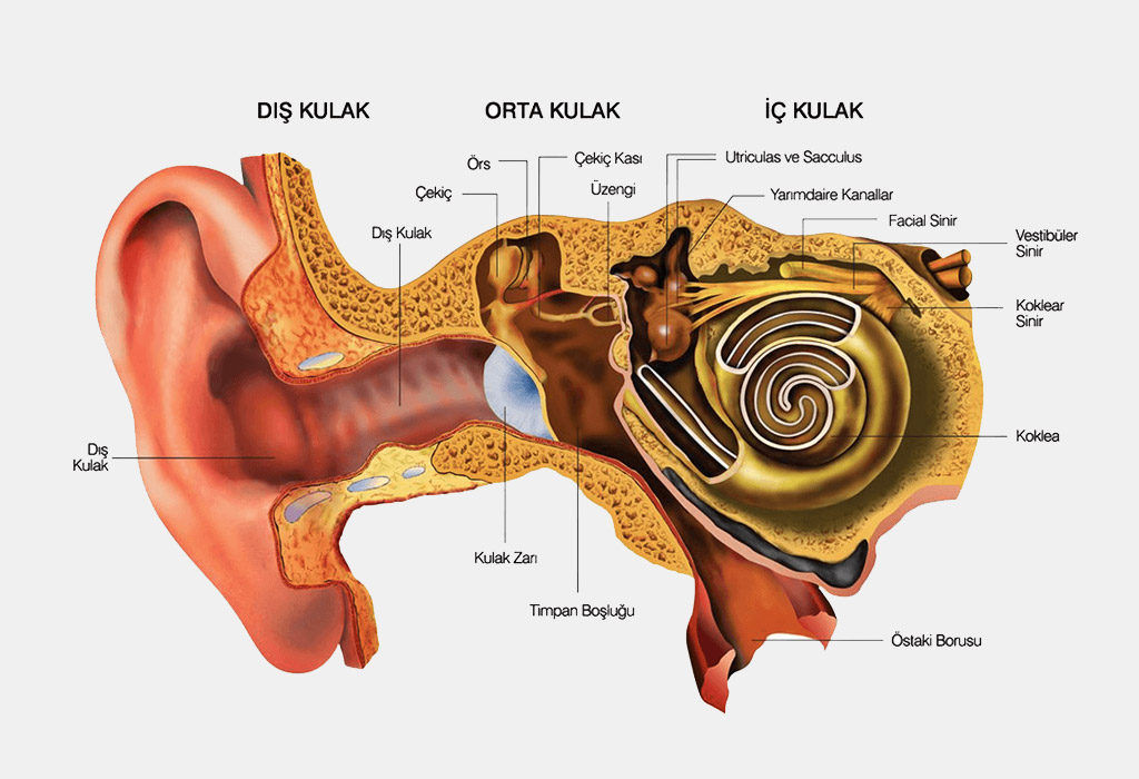 İşitme Kaybı Çeşitleri Nelerdir?